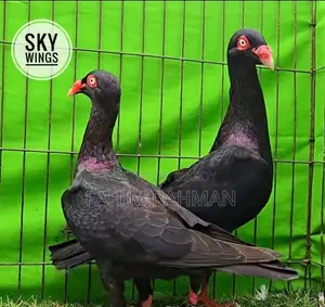 Black Danish Tumbler Pigeon