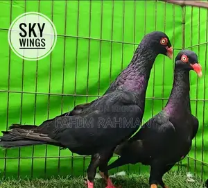 ব্ল্যাক ডেনিশ টাম্বলার পায়রা