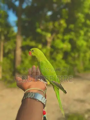 Tame Ringneck Parrot