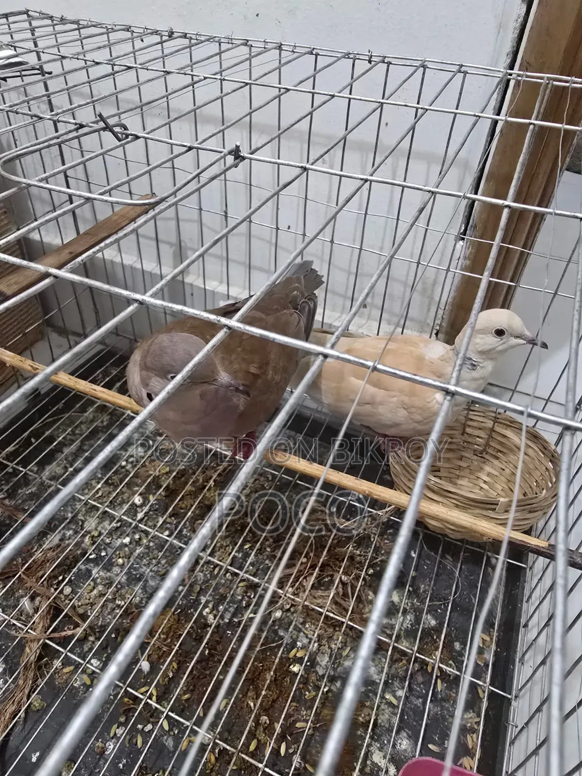Grey Dove Full Adults