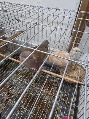 Grey Dove Full Adults