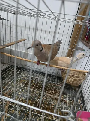 Grey Dove Full Adults