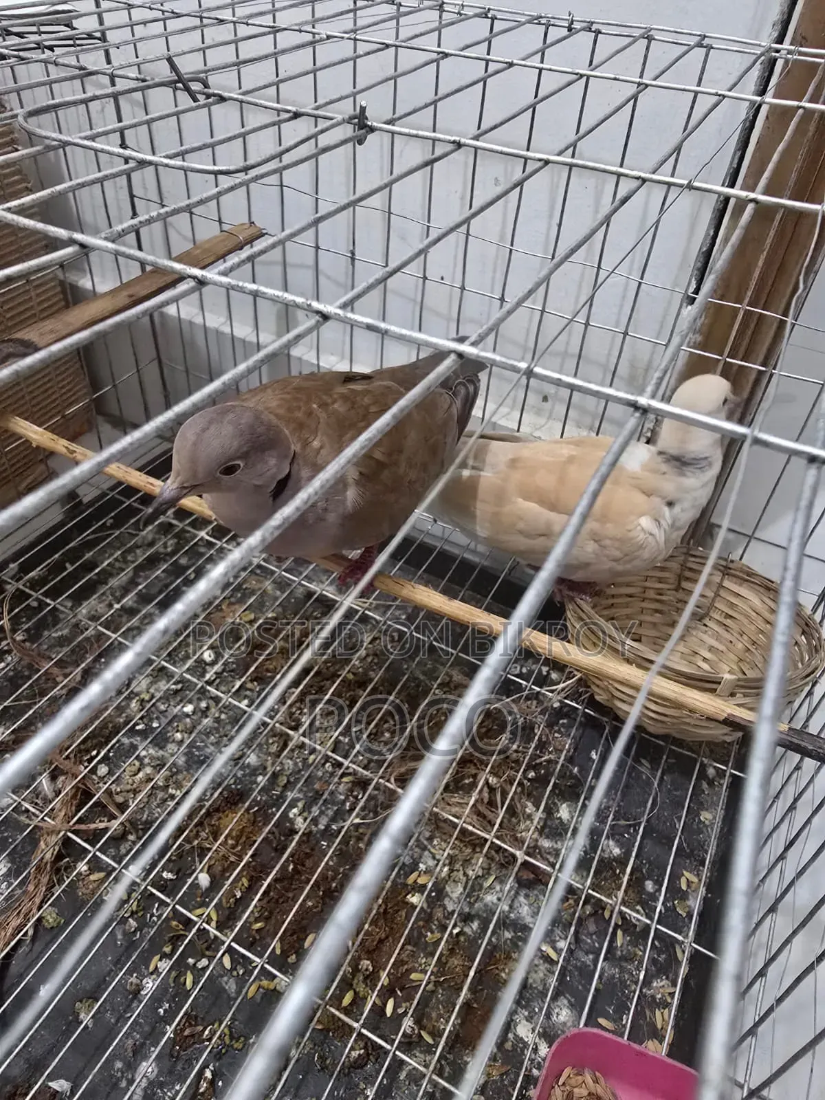 Grey Dove Full Adults