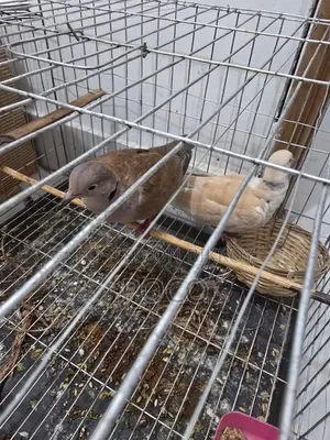 Grey Dove Full Adults