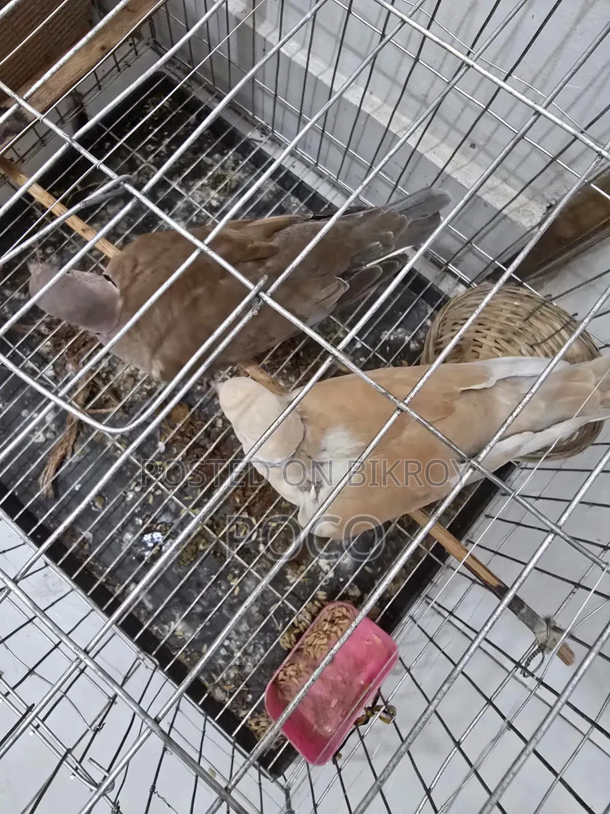 Grey Dove Full Adults