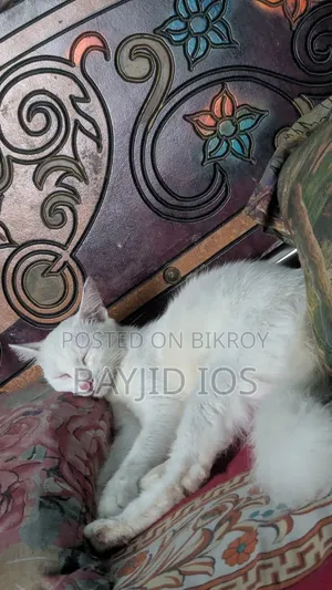 6-12 Months Female Mixed Breed Cat