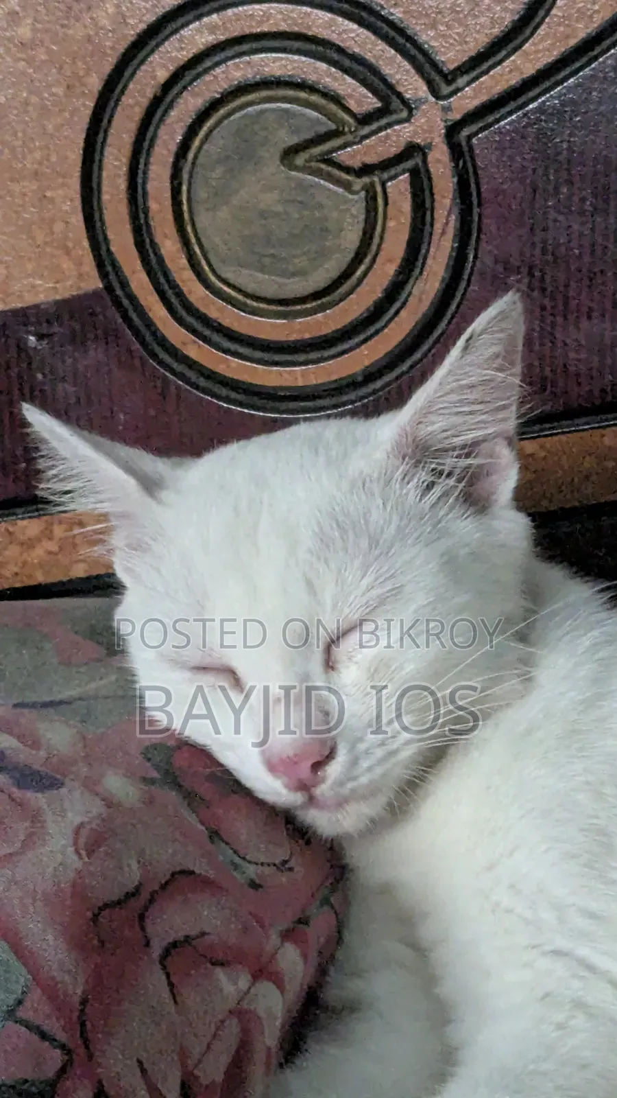 6-12 Months Female Mixed Breed Cat