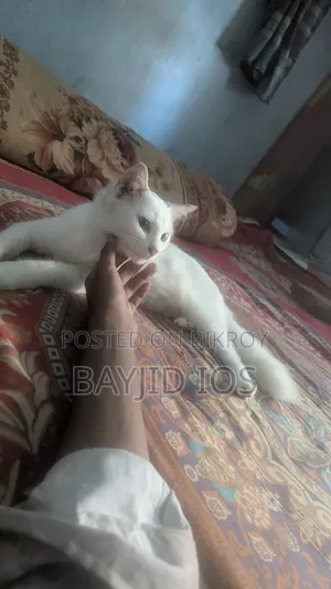 6-12 Months Female Mixed Breed Cat
