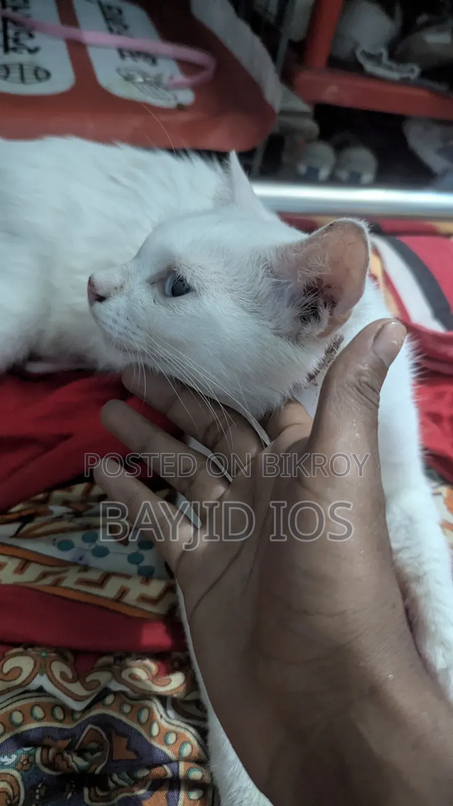 6-12 Months Female Mixed Breed Cat