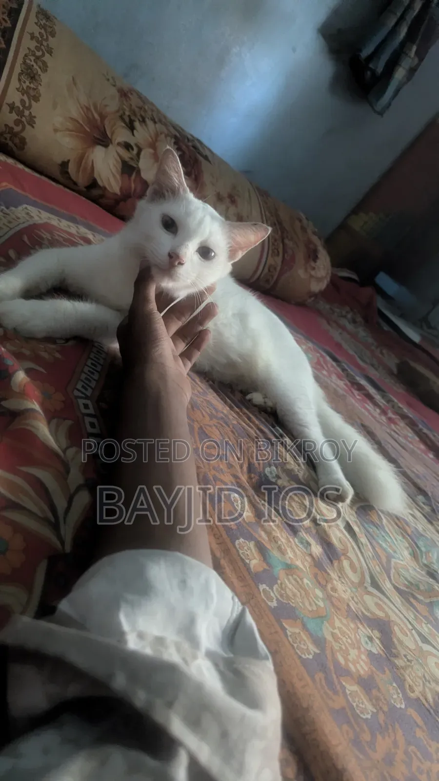 6-12 Months Female Mixed Breed Cat