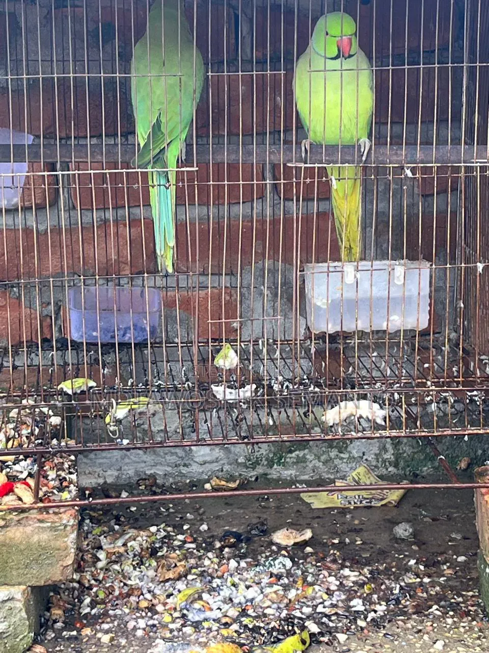 Indian Ringneck Parrot