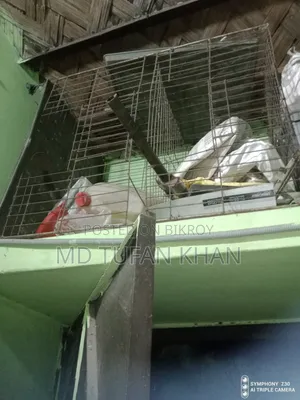 High-Quality Iron Pigeon Cage with Two Compartments