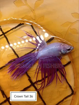 Thailand Imported Crown Tail Betta Now Available!