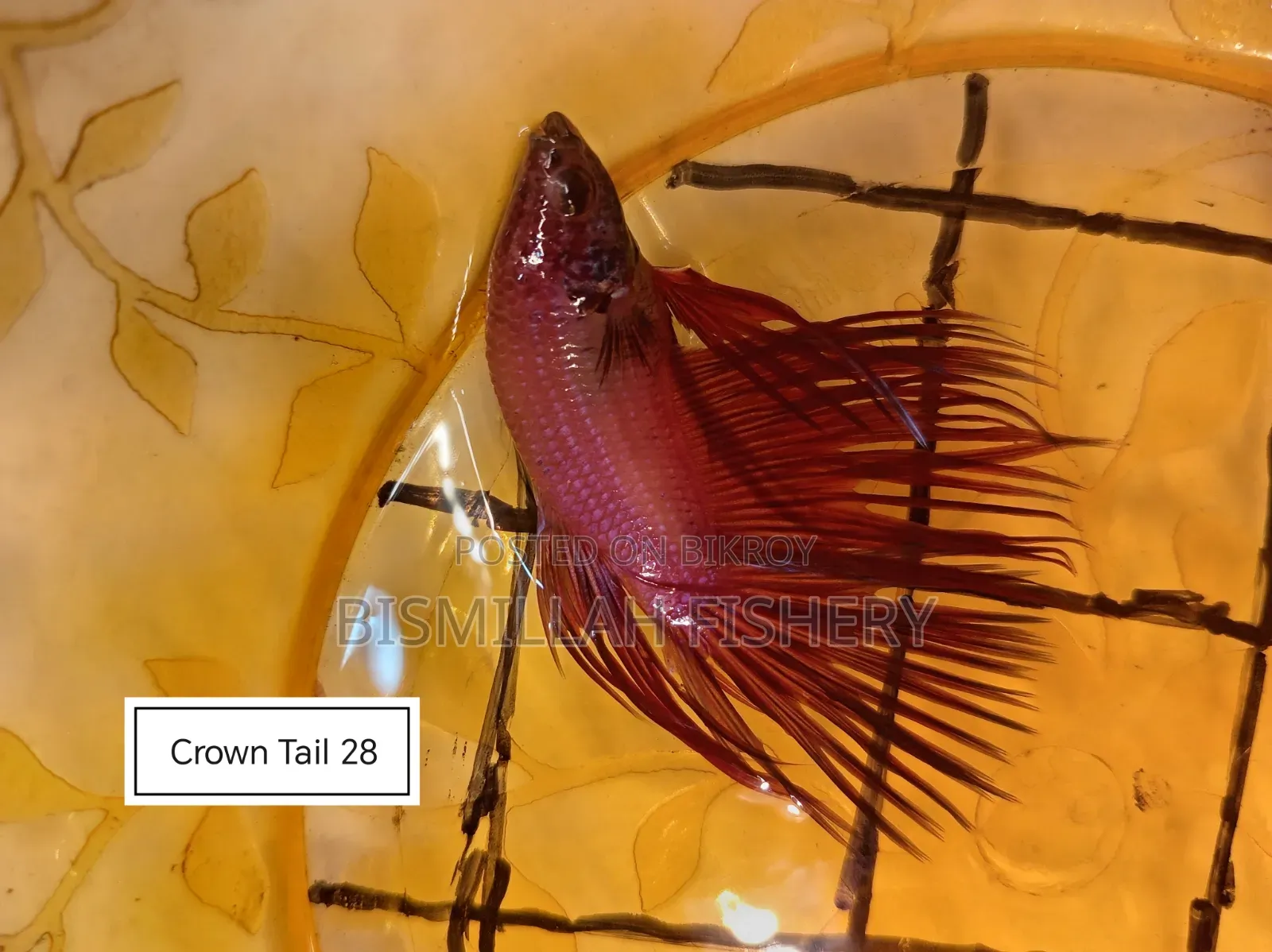 Thailand Imported Crown Tail Betta Now Available!
