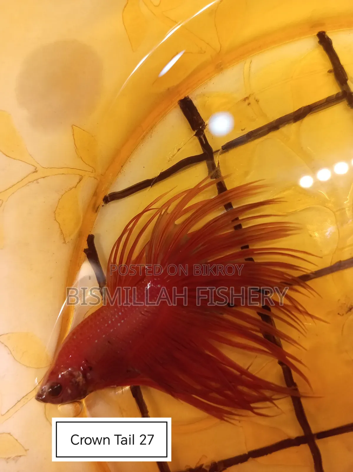 Thailand Imported Crown Tail Betta Now Available!