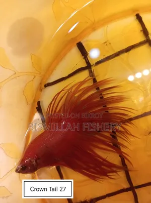 Thailand Imported Crown Tail Betta Now Available!