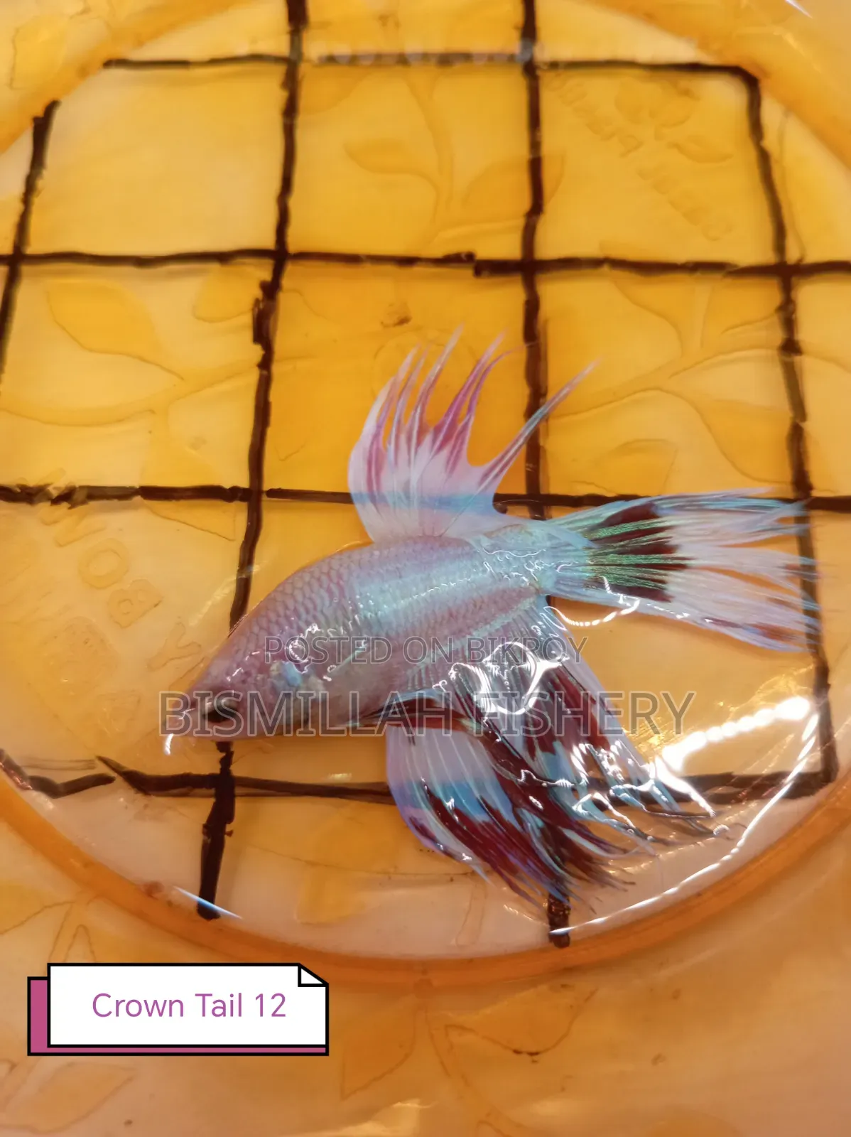 Thailand Imported Crown Tail Betta Now Available!