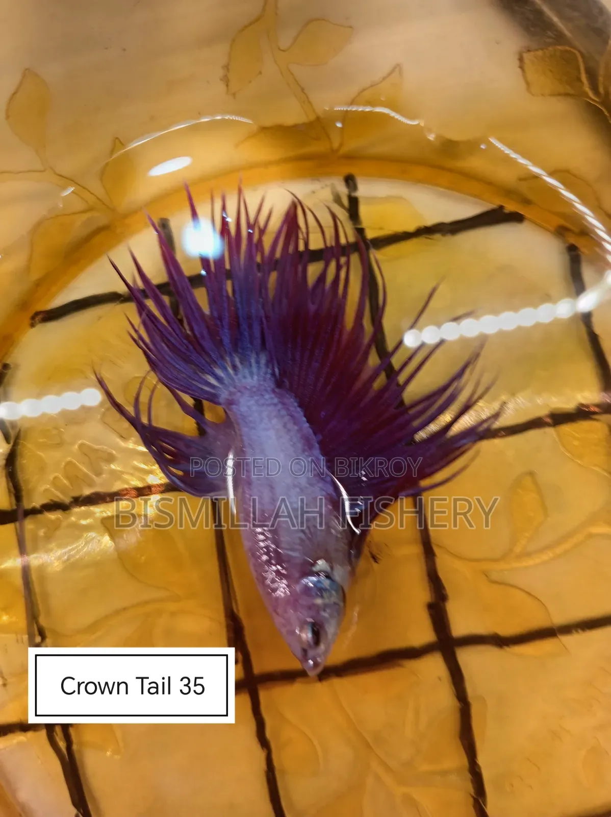 Thailand Imported Crown Tail Betta Now Available!