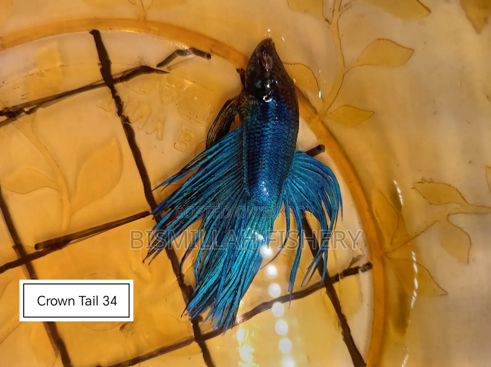 Thailand Imported Crown Tail Betta Now Available!