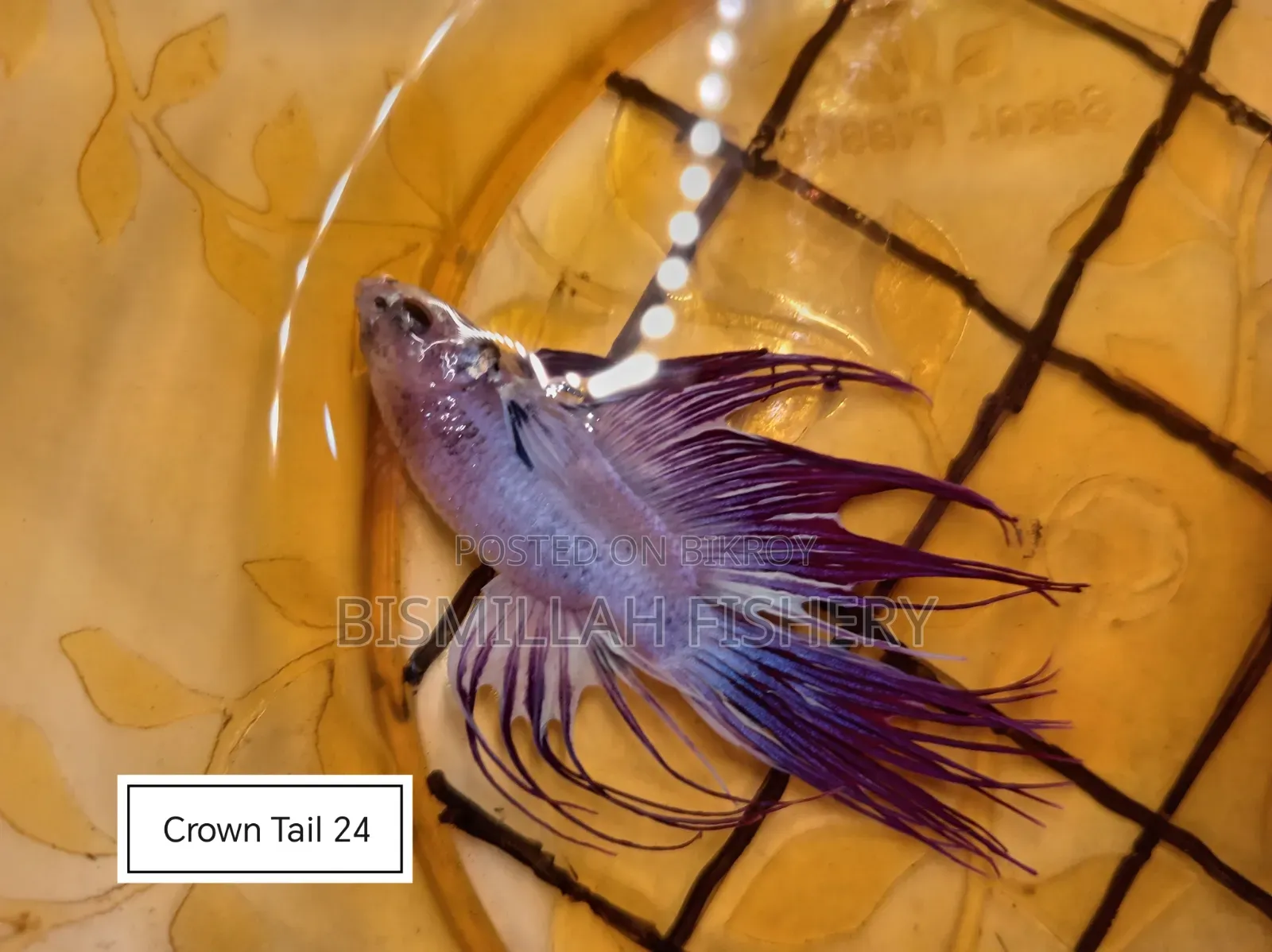 Thailand Imported Crown Tail Betta Now Available!