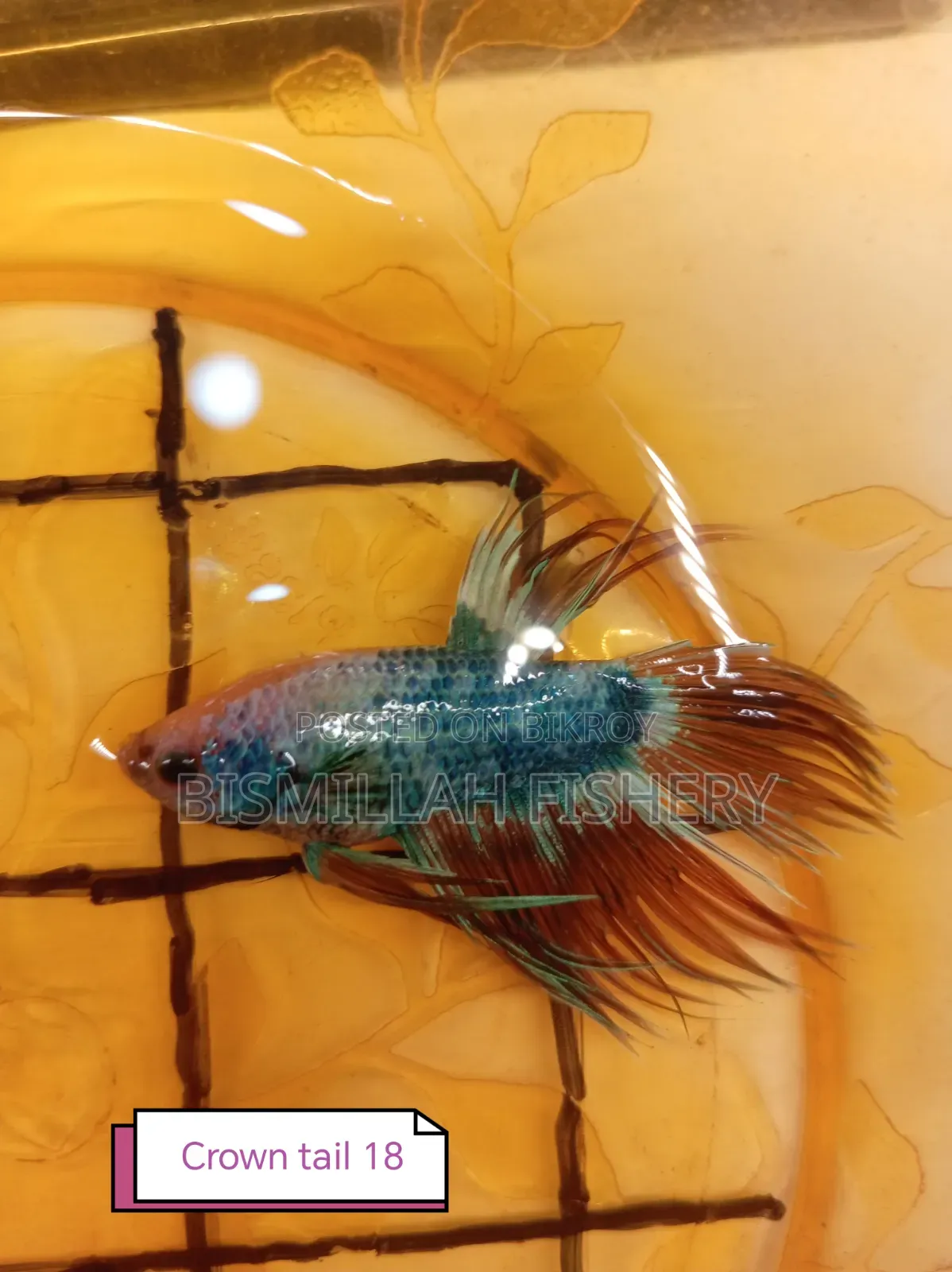 Thailand Imported Crown Tail Betta Now Available!