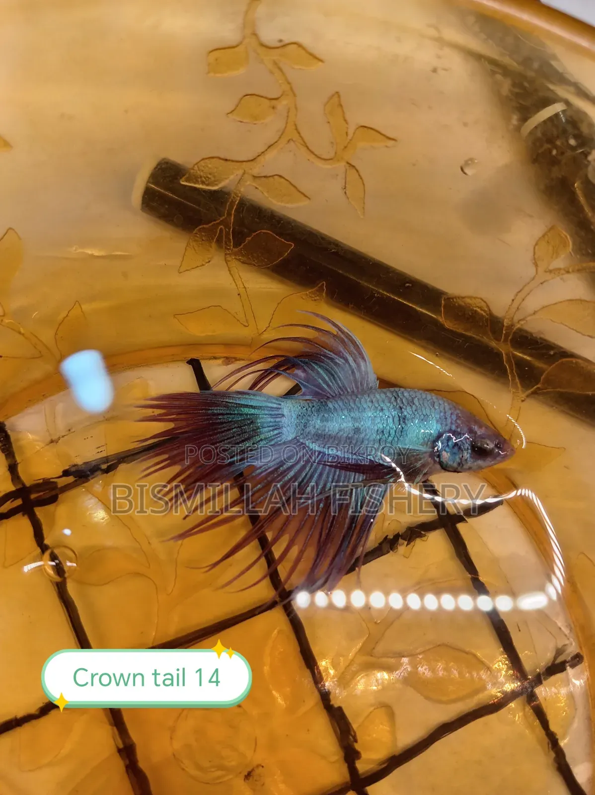 Thailand Imported Crown Tail Betta Now Available!