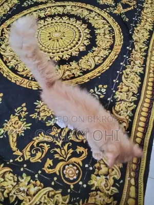 ১-৩ মাস বয়সী মেল পিওরব্রেড পার্সিয়ান