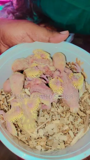 Lovebird Tamed Size Baby 4 Pcs
