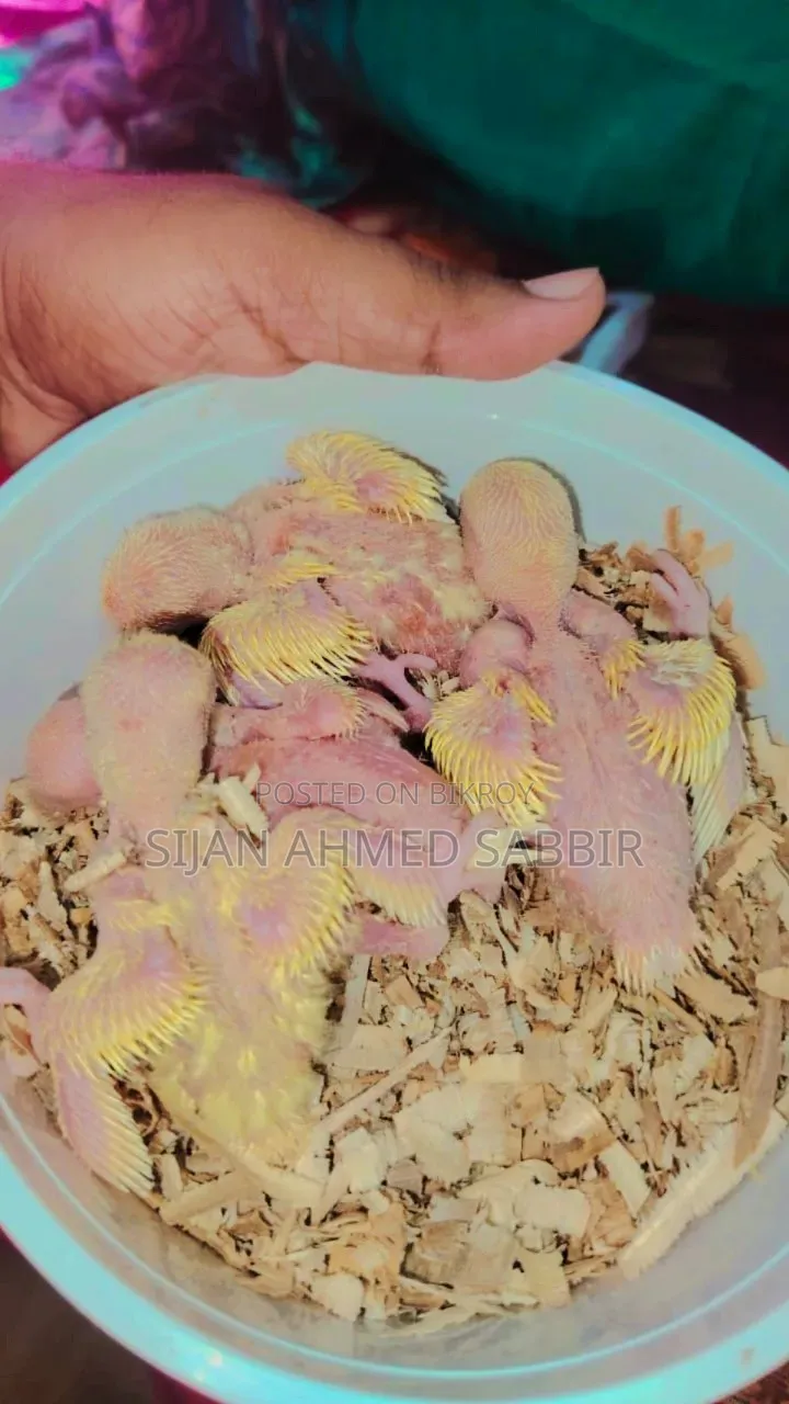 Lovebird Tamed Size Baby 4 Pcs