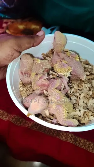 Lovebird Tamed Size Baby 4 Pcs