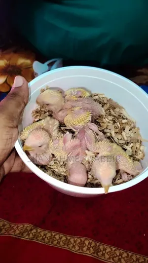 Lovebird Tamed Size Baby 4 Pcs
