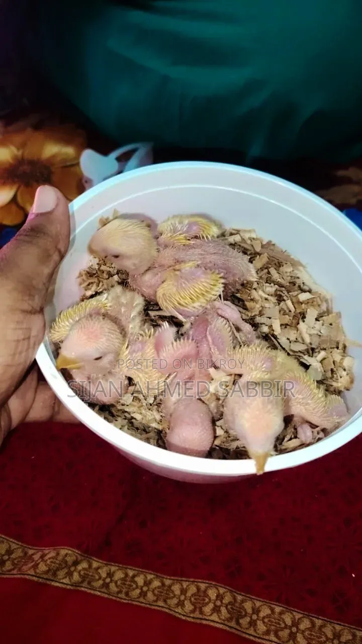 Lovebird Tamed Size Baby 4 Pcs