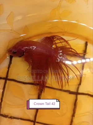 Thailand Imported Crown Tail Betta 
 Now Available!