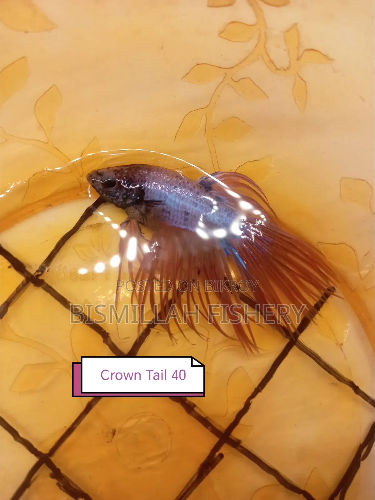 Thailand Imported Crown Tail Betta 
 Now Available!