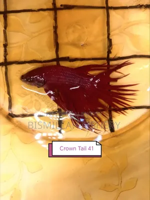 Thailand Imported Crown Tail Betta 
 Now Available!