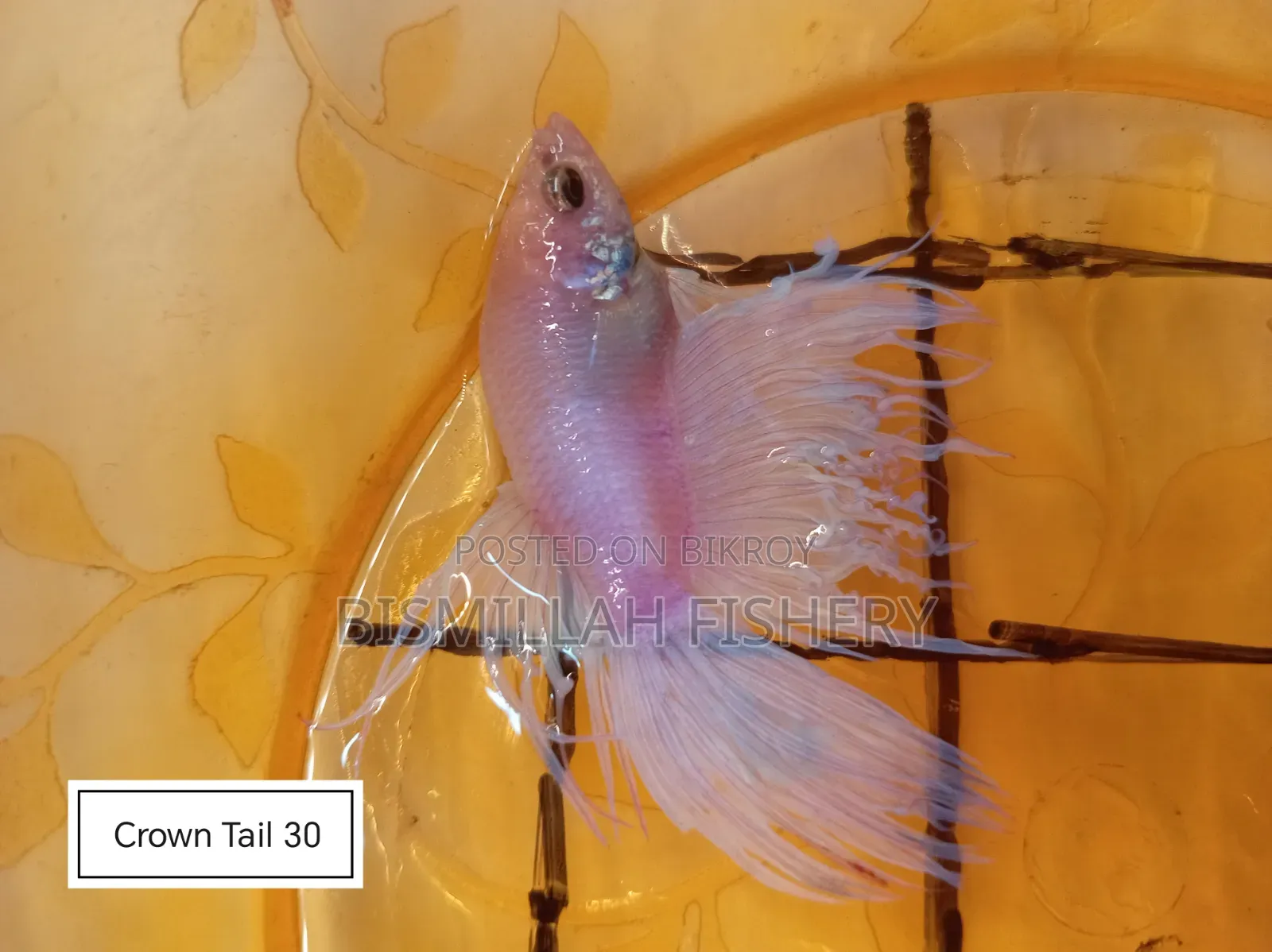 Thailand Imported Crown Tail Betta 
 Now Available!