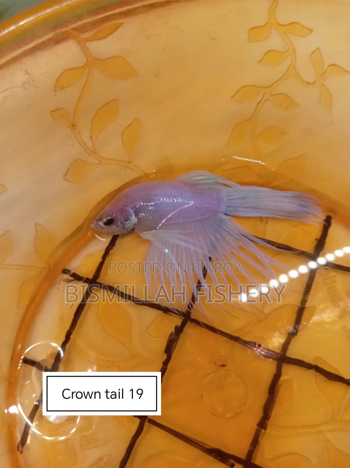 Thailand Imported Crown Tail Betta 
 Now Available!