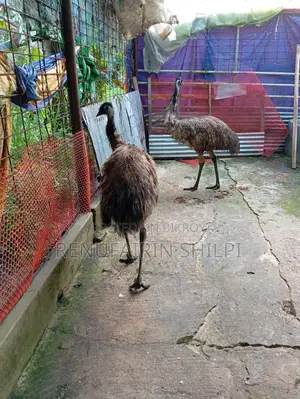 Two Emu Birds for Sale