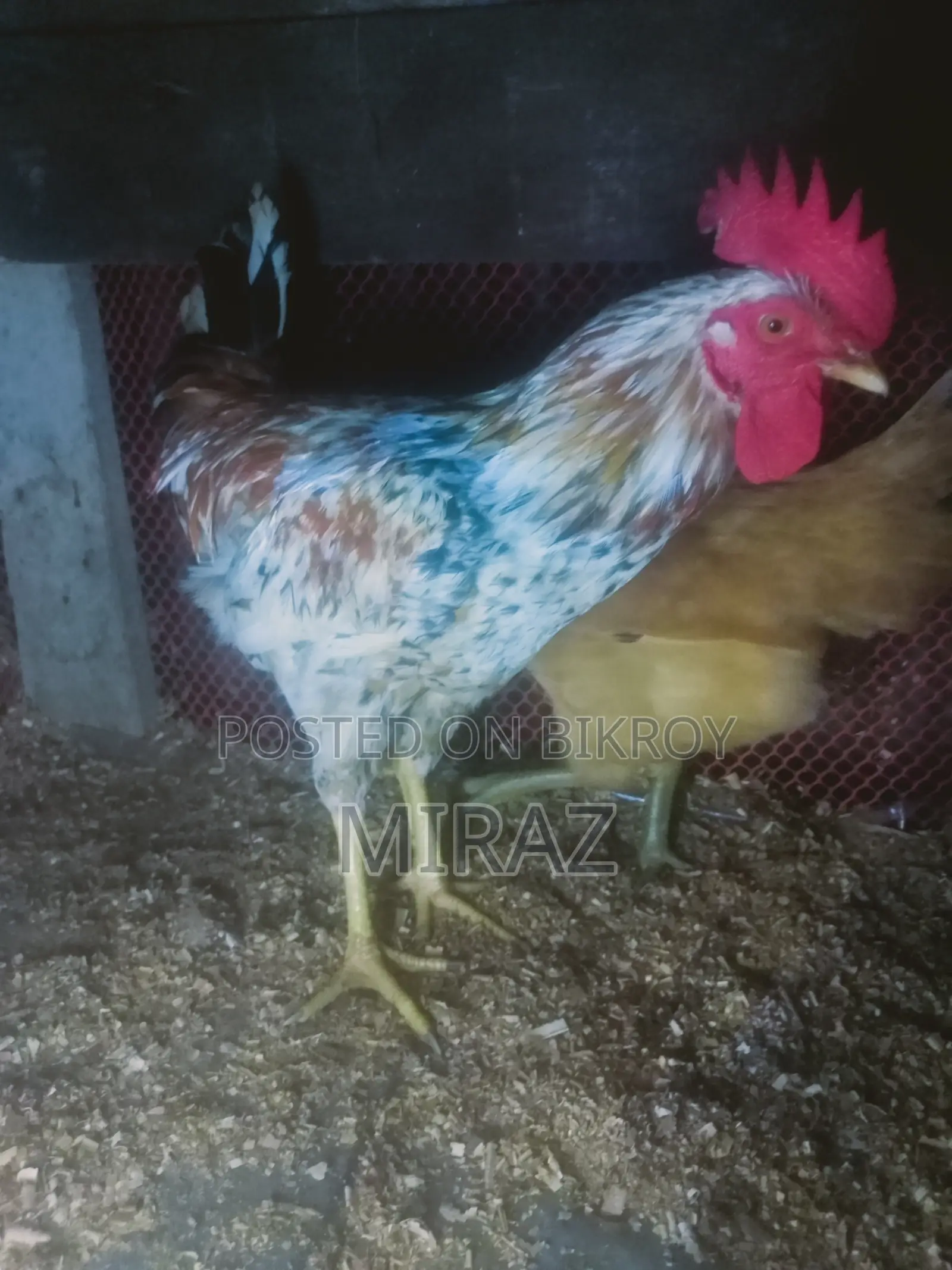 Chicken Sale