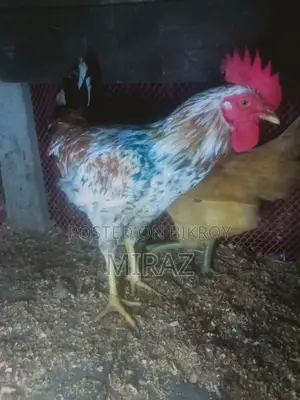 Chicken Sale