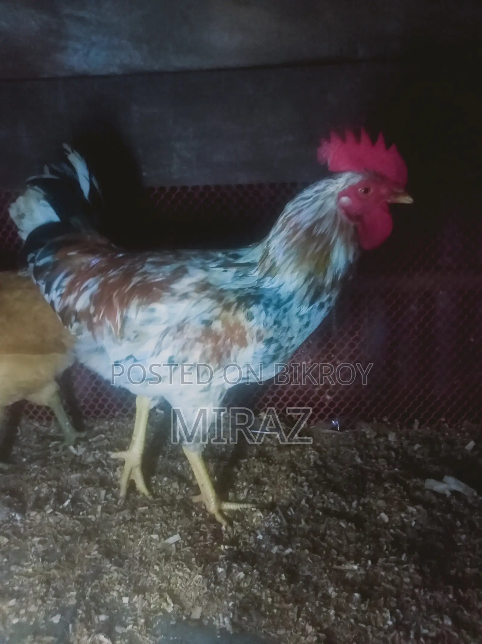 Chicken Sale