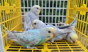 ৪ পিস রেইনবো ব্রাজিগার