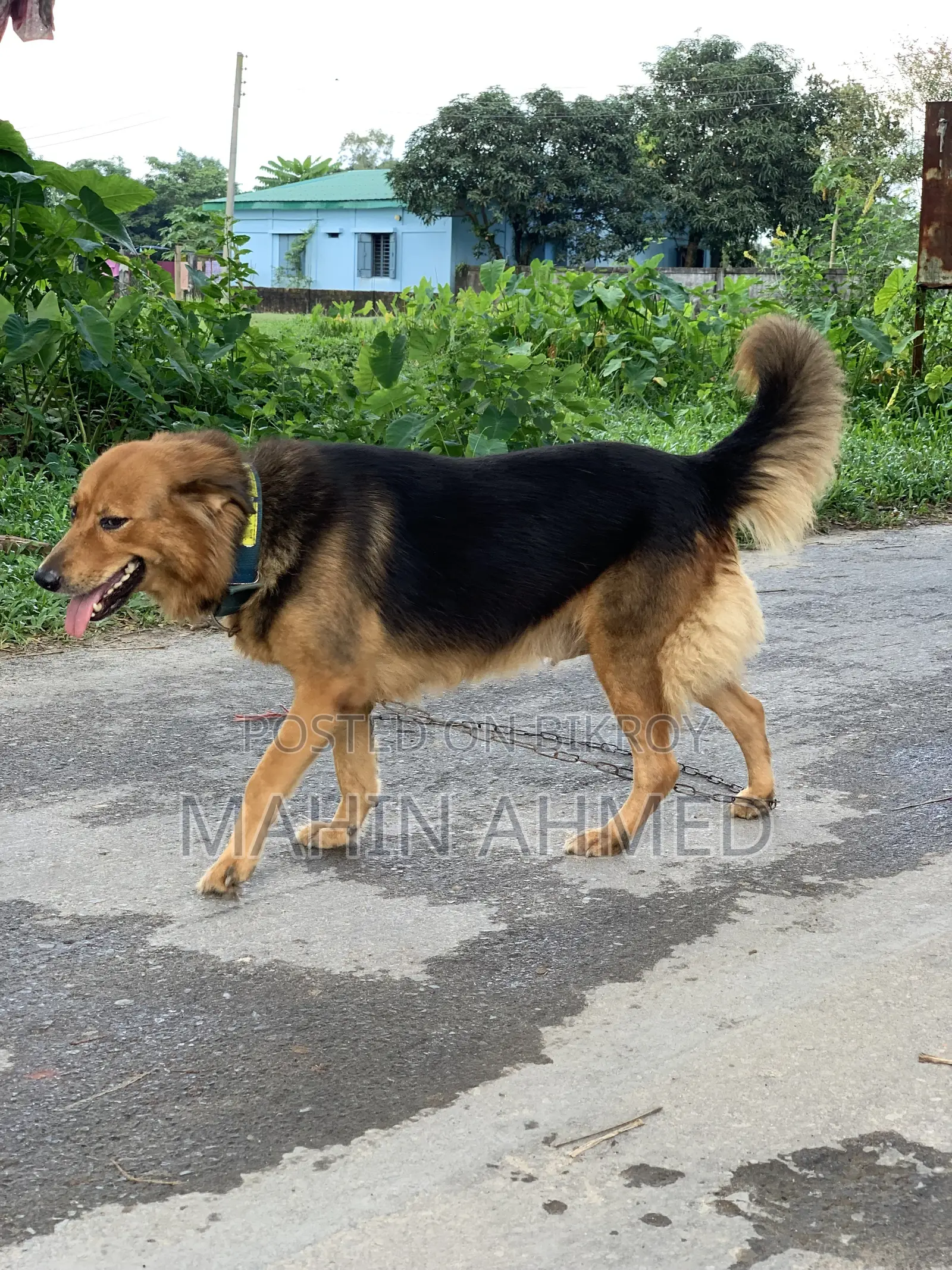 ১+ বছরের নারী মিশ্র জাতের জার্মান শেফার্ড