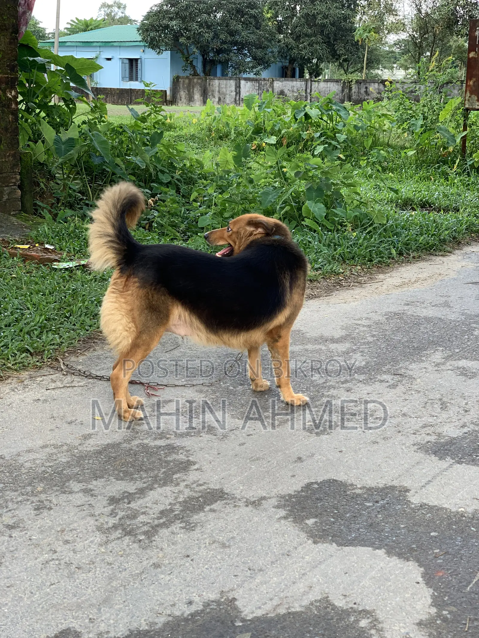 ১+ বছরের নারী মিশ্র জাতের জার্মান শেফার্ড