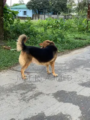 ১+ বছরের নারী মিশ্র জাতের জার্মান শেফার্ড