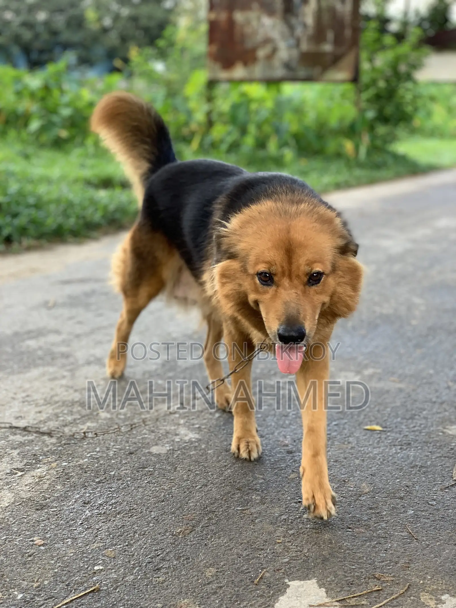 ১+ বছরের নারী মিশ্র জাতের জার্মান শেফার্ড