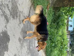 ১+ বছরের নারী মিশ্র জাতের জার্মান শেফার্ড