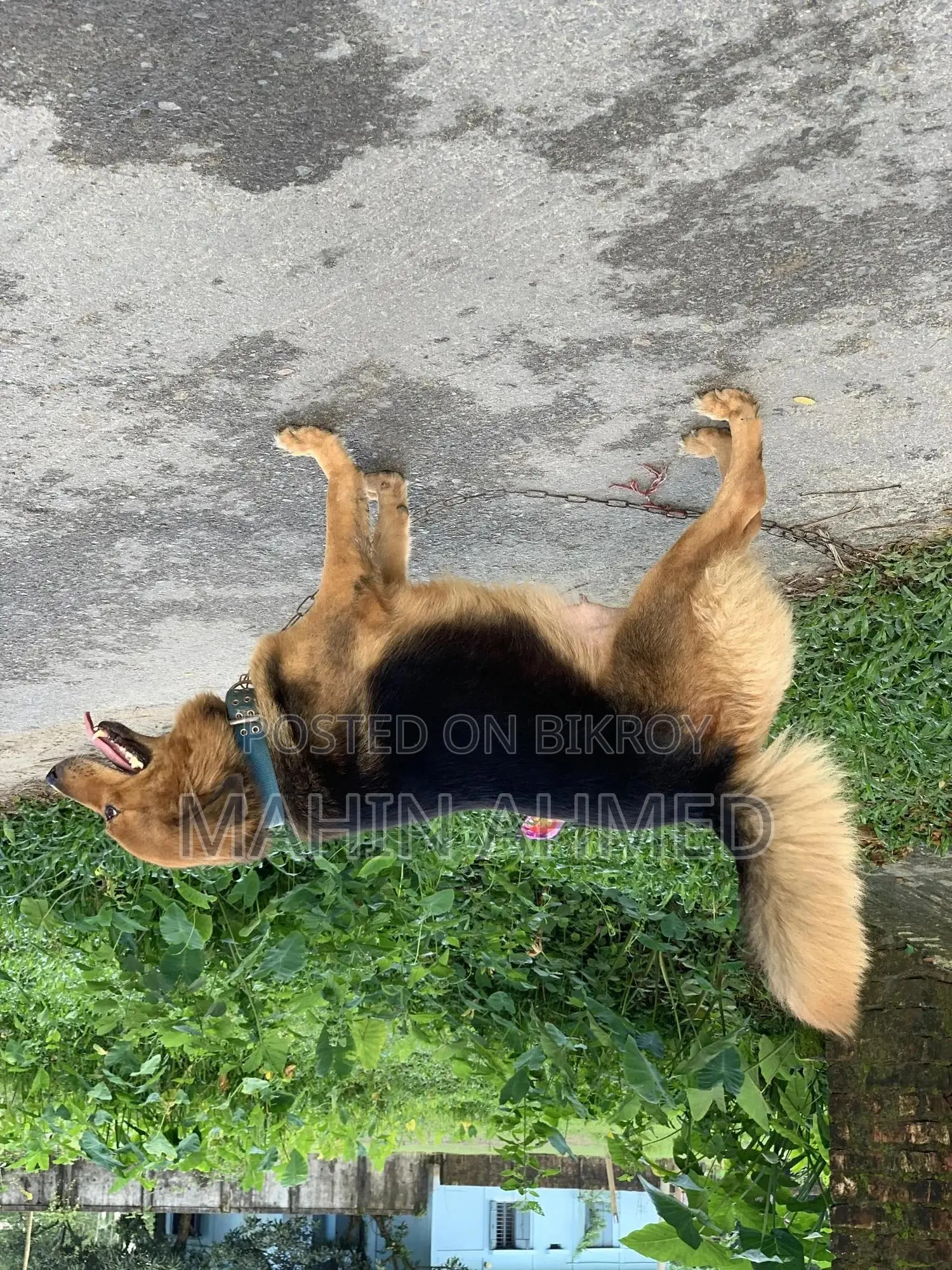 ১+ বছরের নারী মিশ্র জাতের জার্মান শেফার্ড
