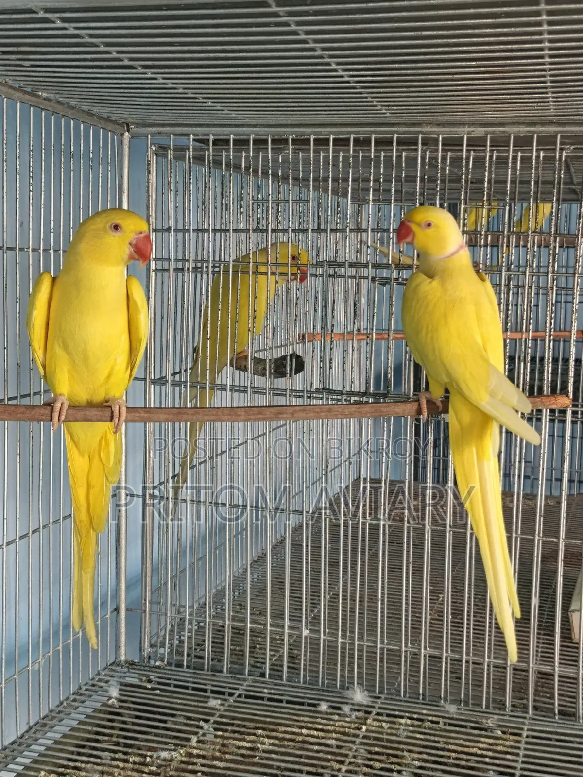 লুটিনো রিংনেক ব্রিডিং পেয়ার