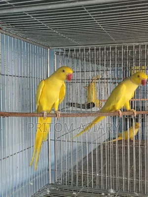 লুটিনো রিংনেক ব্রিডিং পেয়ার